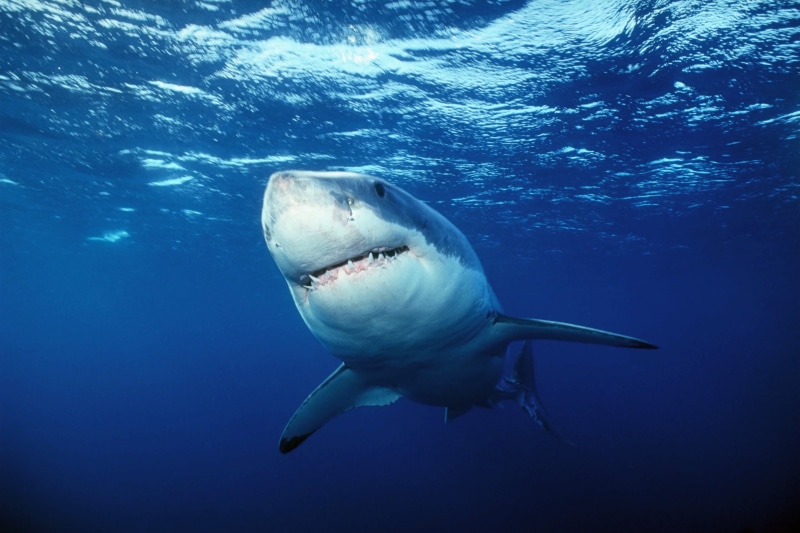 Great white shark, Animals, Water, sea, wildlife, shark, great, 2K, animal, blue  Fish, Ocean, photography, blue, nature, hete, Outdoors, white, Underwater