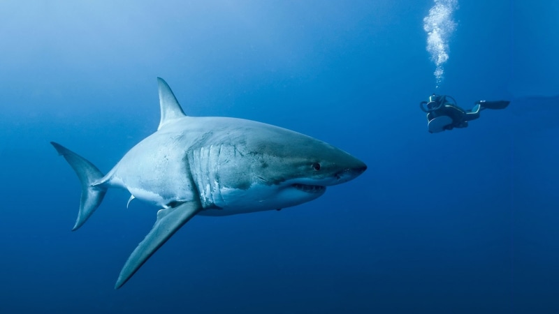 hd, shark, great, animals, white, diver, ocean, 1080P, fish