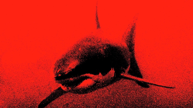 red, hd, animals, great, fish, shark, white, 1080P