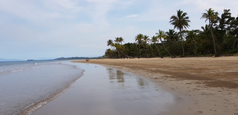 coconut palm tree, tranquil scene, non-urban scene, mission beach, outdoors, whitehaven beach, sea, scenics - nature, land, great barrier reef, sky, tranquility