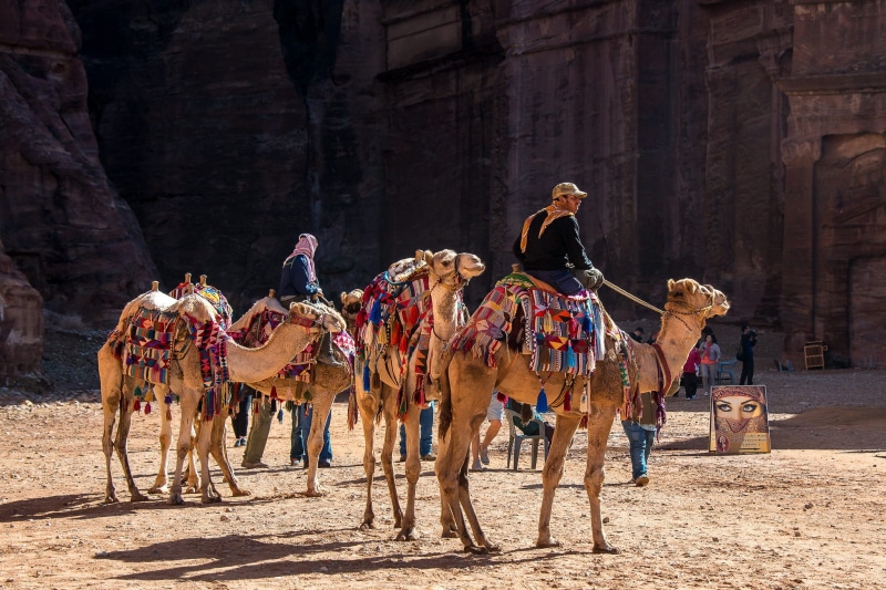 domestic animals, daytime, desert, domestic, day, riding, sunlight, dromedary, livestock, vertebrate, near, herbivorous, animal wildlife, formation, nature