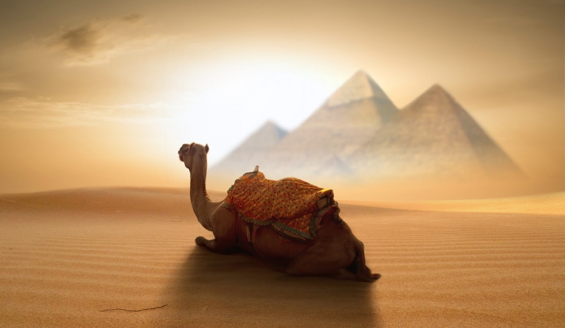 Nikos Bantouvakis, egypt, Camels, pyramid, Desert, 1080P, animals, 500px