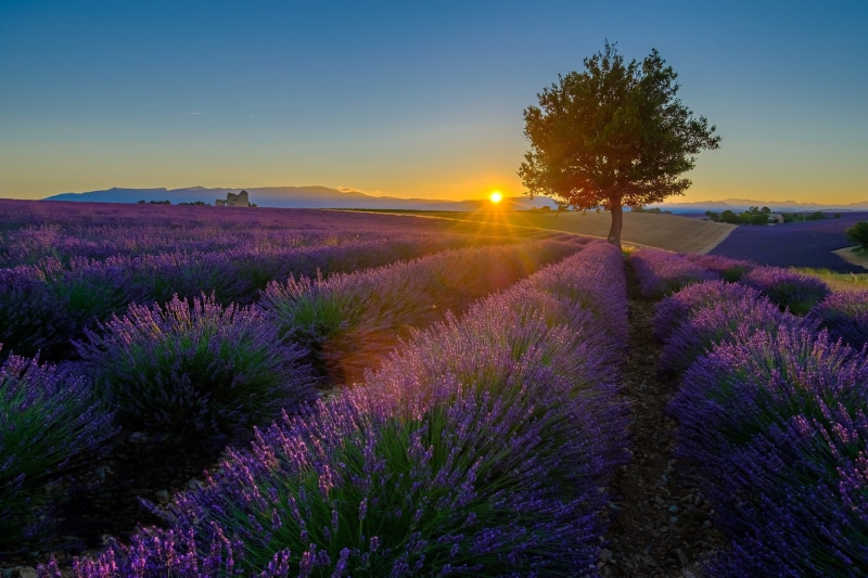 the evening, 1080P, lavender, the ranks, flowers, summer, light, the sun, rays, sunset, plantation, lavender field, tree, the sky, hills