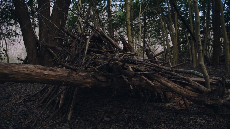 plant part, trunk, wood - material, 4K, root, sticks, bark, tranquility, tranquil scene, day, no people, log, nature, plant, woodland, land, tree trunk