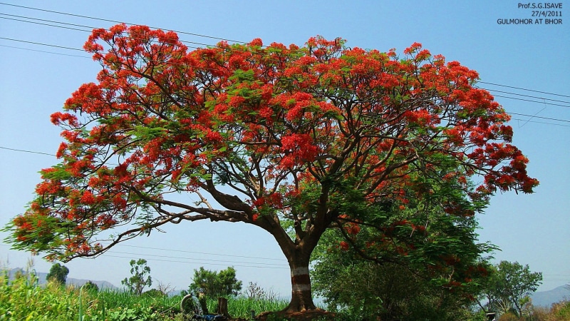 gulmohor, 3d and abstract, 1080P, trees in india, pune, bhor, sahyadri, mumbai highway, tourists spot
