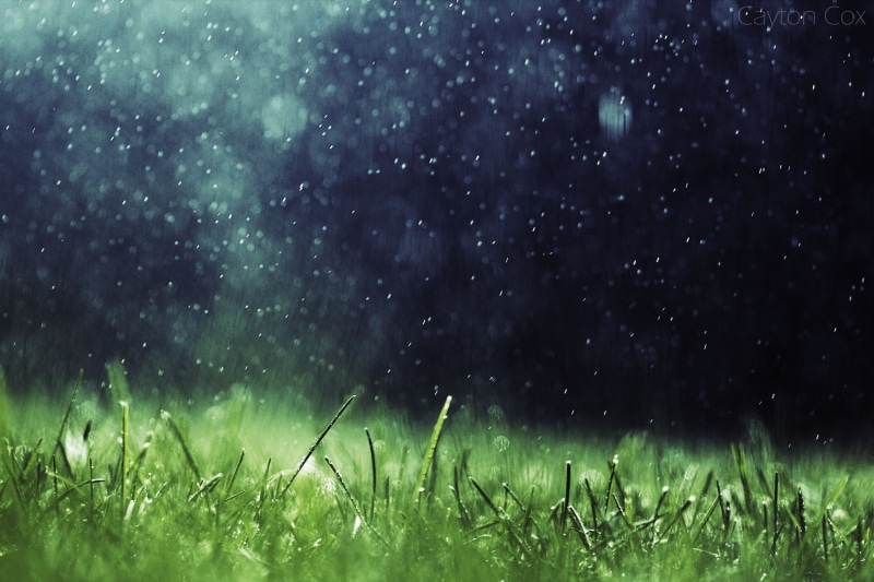 no people, growth, star - space, blade of grass, wet, snowing, rainy season, artwork, beauty in nature, tranquil scene, drop, green color, raindrop, tranquility