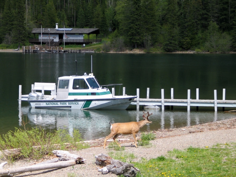 mammal, park, national, haunt, day, mode of transportation, glacier, canine, 2K, vertebrate, ship, transportation, Goat Haunt, Glacier National Park, nautical Vessel