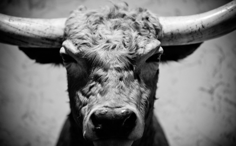 Texas, fortworthstockyards, boogerreds, no people, Restaurant, dmudallas012011, domestic, animal, domestic animals, focus on foreground, booger, animal themes