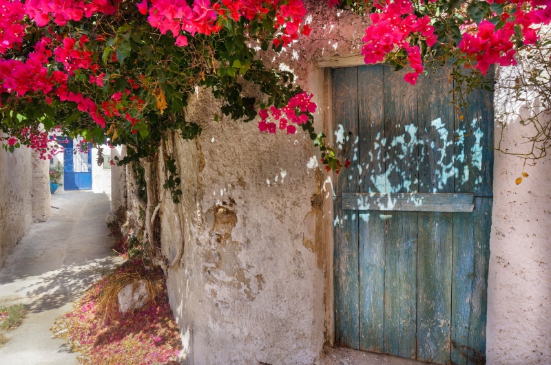 Island, flowering plant, old, street, plant, wall, wall - Building Feature, greek island, outdoors, old door, old house, nature, flower, day, 4K, building