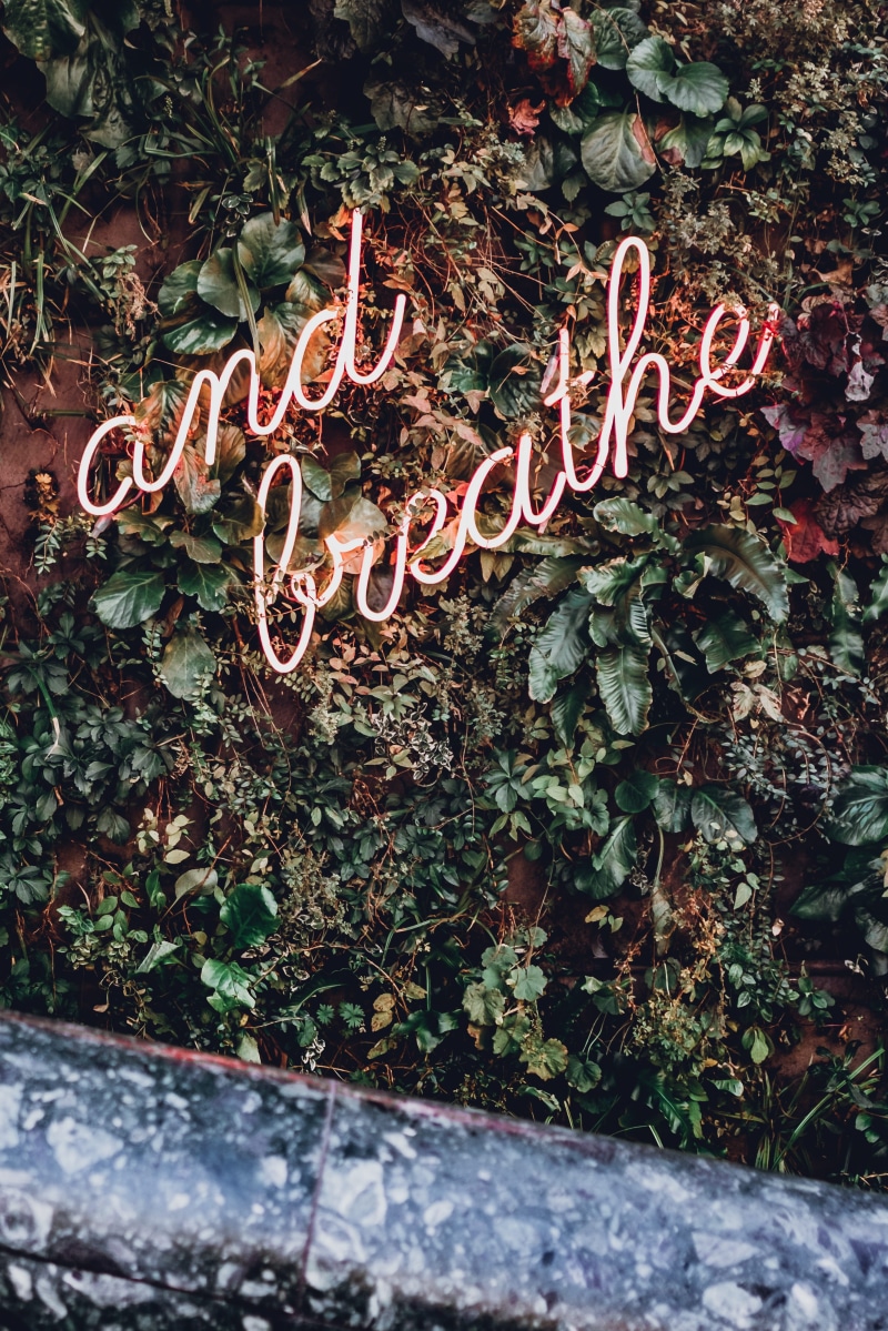 communication, vines, plant part, mounted, script, growth, signage, wall, green color, wall - building feature, text, nature, leaf, led, green, day, plant