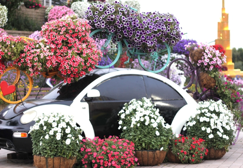 flowering plant, park, growth, spring, transportation, plant, car, landscape, flower pot, garden, land vehicle, dubai miracle garden, purple, building exterior