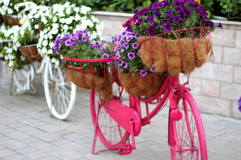 daytime, city, animal themes, domestic animals, transportation, floral, 2K, nature, pink color, pink, outdoors, decor, domestic, flower arrangement, flower