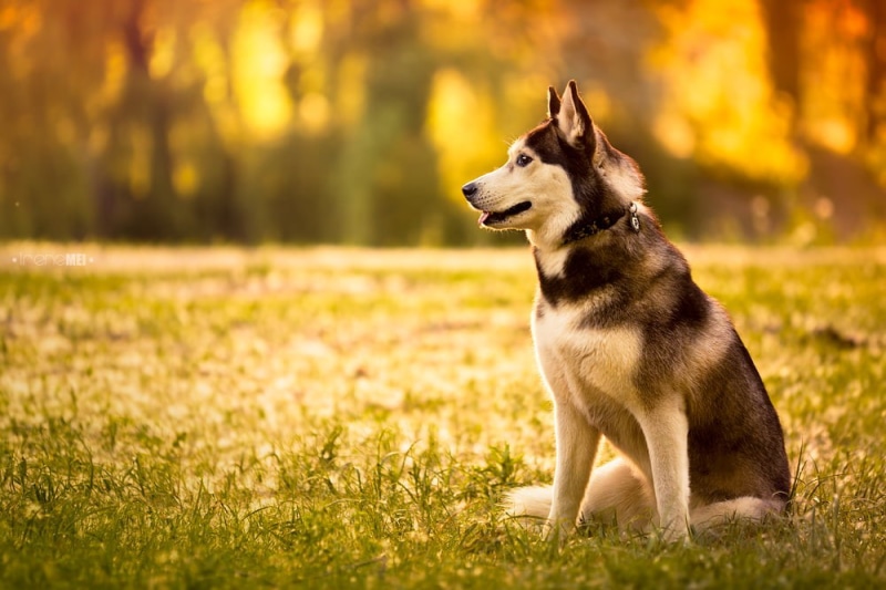 short, daytime, cute, outdoors, white dog, black and white, large, Kharkiv, pets, purebred Dog, Waiting, nature, canine, collar, animal, coated, black