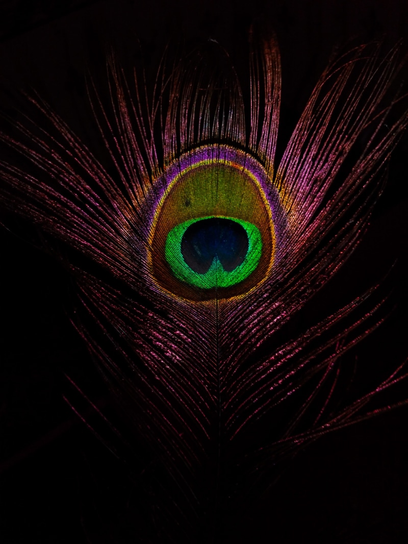 beauty in nature, 4K, indian, photographic_002, backgrounds, follow, fractal, sensory perception, black background, iris - eye, peacock feather, colour