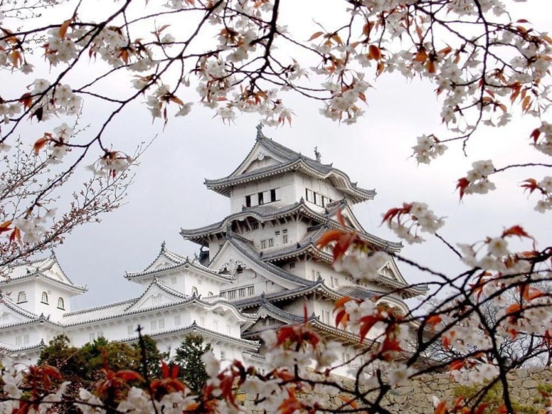 trees, branch, flowering plant, sky, building, 480P, low angle view, architecture, built structure, springtime, spirituality, place of worship, cherry tree