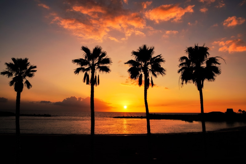 nature, Spain, photography, beach, vacation, animals, Nikon, Gran Canaria, long exposure, palm trees, 5K