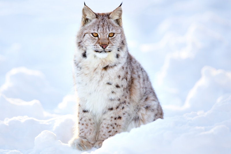 blur, travel, lynx, animals, bokeh, ., winter, inspects the surrounding area, cold frost, predator hunter, sits the snow, my planet, beautiful white grey brown