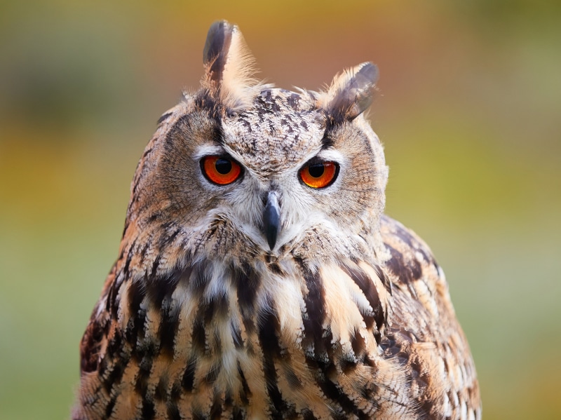 look, 4K, my planet, bird, spilled-spilled, ., background, owl, travel, bokeh, animals, nature, blur