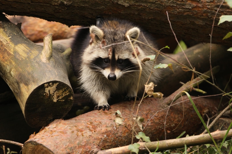 bokeh, raccoon, ., trees, animals, travel, nature, my planet, blur, forest, size slightly larger cat, 4K, cute