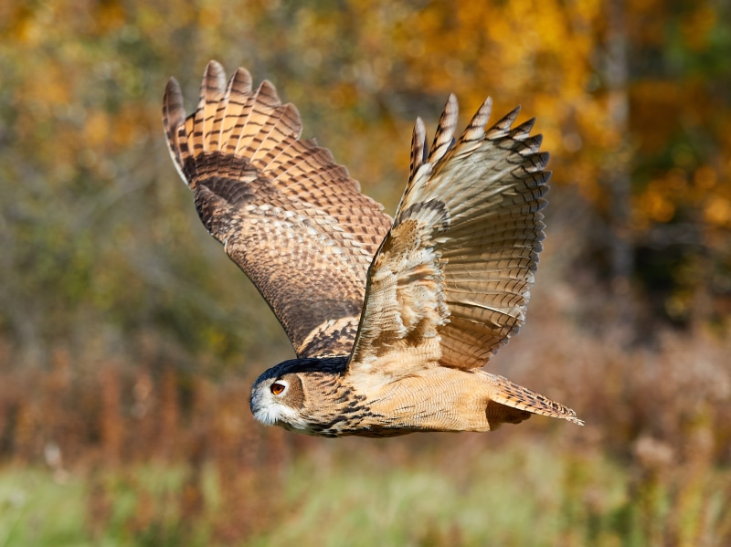 4K, animals, owl, blur, forest, my planet, nature, hunting, flight, bird, spilled-spilled, ., flapping wings, bokeh, travel