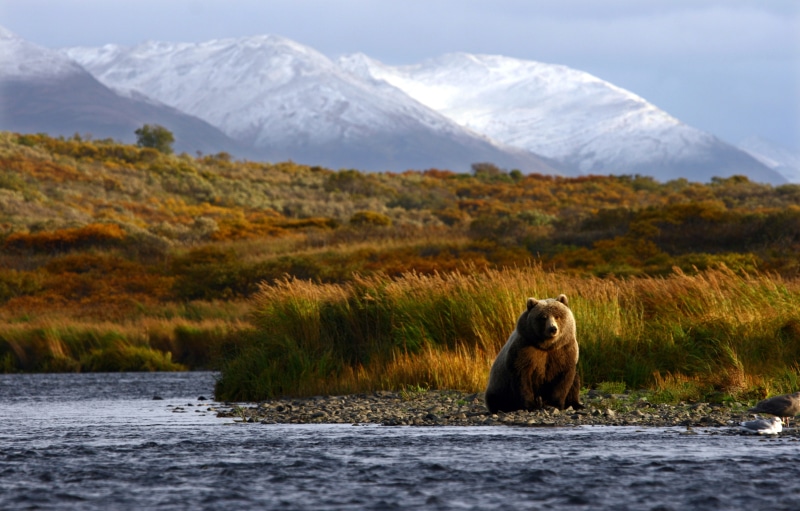 fishing takes a moment, brown, hunting, bokeh, animals, river, travel, 4K, mountains, nature, summer, bear, my planet, blur