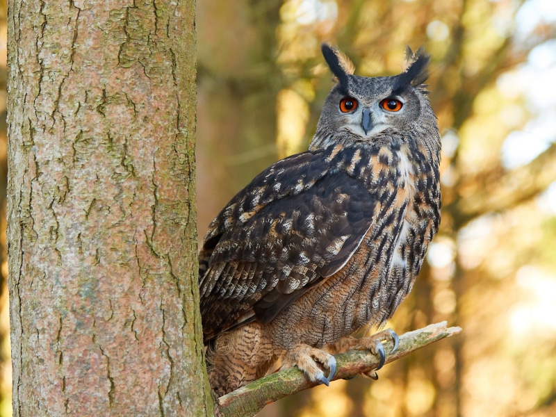 background, nature, look, ., bird, travel, owl, bokeh, blur, my planet, 4K, tree branch clock, forest hunting, spilled-spilled, animals