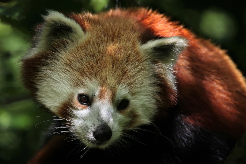 ., travel, my planet, food, cute, larger, 5K, nature, blur, shoots, size, cats, bokeh, animals, red Panda, bamboo, leaves