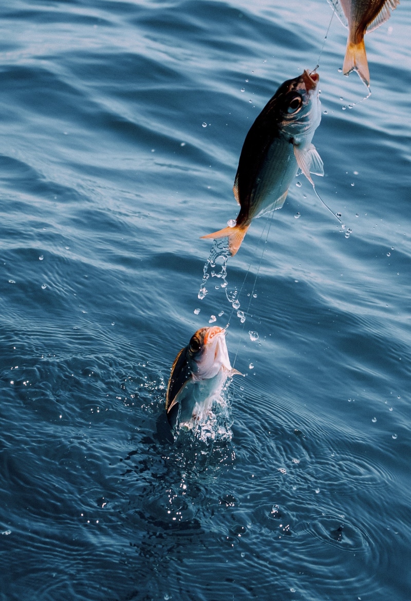 line, equipment, holding, outdoors, vacation, one animal, gray, reel, angling, animals in the wild, food, blue, ocean, catch of fish, waterfront, fisherman