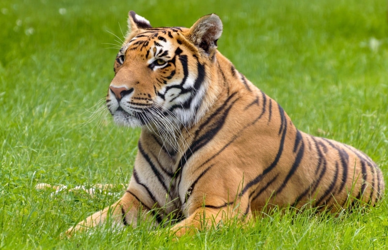 lies, wild cat, 1080P, stay, tiger, summer, face, predator