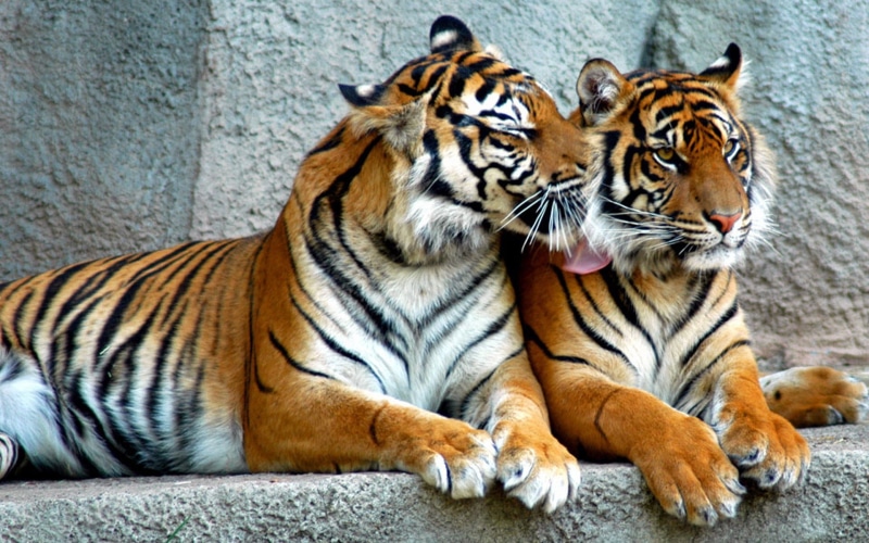 big Cat, animal wildlife, animals In Captivity, undomesticated Cat, 1080P, tigers, feline, bengal, staring, cat, danger, animals In The Wild, close-up