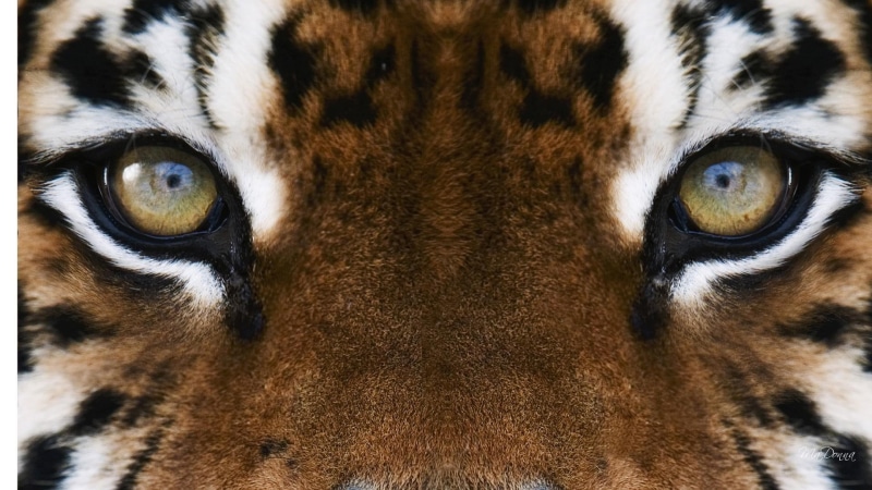 white, eyes, africa, tiger, exotic, black, brown, elegant, protected, dangerous, big cat, stripes, 1080P, beautiful