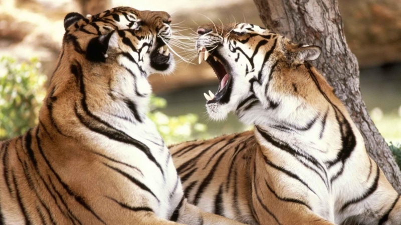 hunter, predator, 1080P, jaws, photo, animals, colors, striped, two, fighting, tigers, tiger, nature, teeth