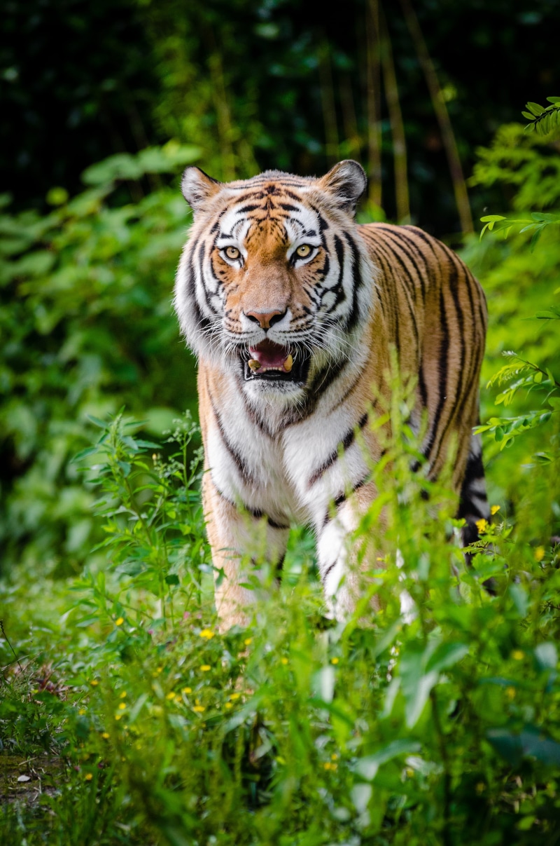 4K, black, brown, land, looking at camera, outdoors, mouth open, nature, undomesticated cat, cat, mammal, fur, wilderness, vertebrate, close-up, roar