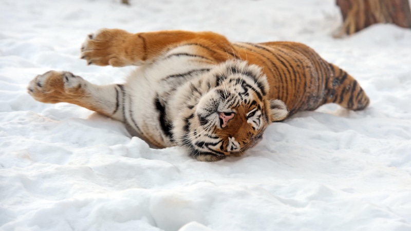 4K, carnivore, wild, fur, big cat, wild animal, tiger, snow, amur tiger, wildlife, predator, winter