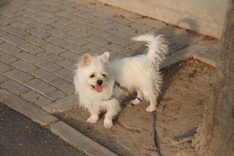 mammal, hair, dog, user-music photography, day, diudiu, 4K, small, no people, domestic, white color, animal hair, outdoors, one animal, vertebrate, canine