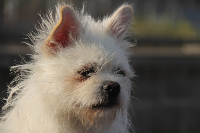 white, animal hair, animal body part, snout, mouth open, user-music photography, animal themes, domestic, dog, one animal, animal mouth, hair, no people