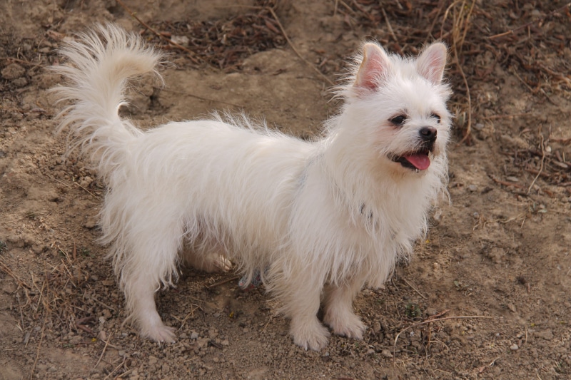 hair, facial expression, one animal, no people, animal themes, day, nature, domestic, user-music photography, domestic animals, canine, field, animal hair
