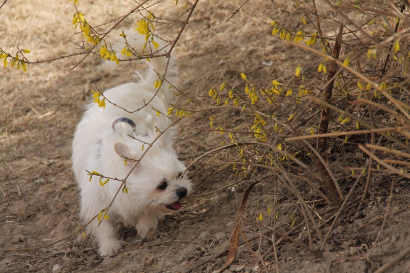 plant, 4K, day, domestic animals, the user-le, dog, branch, canine, animal themes, white color, one animal, mammal, diudiu, outdoors, animal, vertebrate