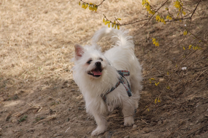 domestic animals, 4K, mammal, dog, no people, diudiu, white color, day, field, small, canine, nature, animal, cute, domestic, animal themes, hair, animal hair