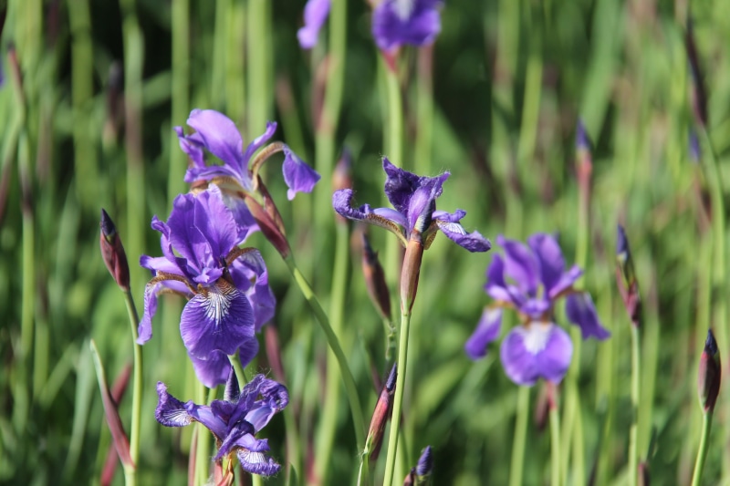 user-music photography, spring, plant stem, flowering plant, petal, flower head, plant, flower, iris - plant, freshness, close-up, fragility, day, blue flowers