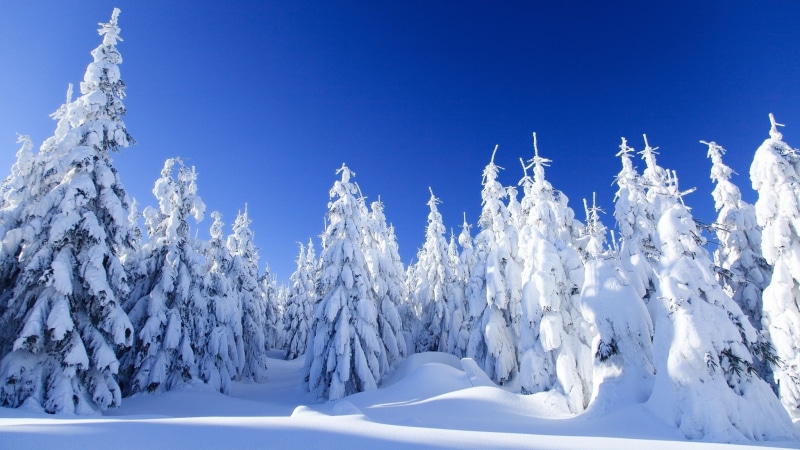 frost, snow, nature, winter, 1080P, trees