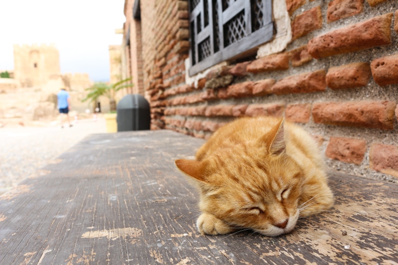 red cat, whisker, almería, architecture, domestic cat, no people, almeria, footpath, focus on foreground, built structure, domestic, alcazaba, day, spain