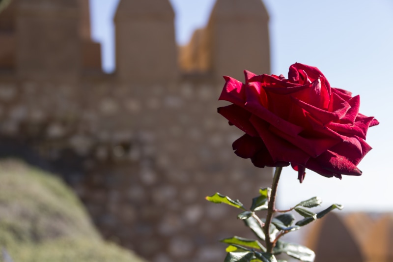 flowering plant, fragility, outdoors, architecture, the, almeria, petal, alcazaba, freshness, flower, no people, focus on foreground, close-up, beauty in nature