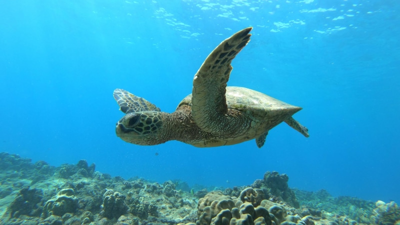 4K, green sea turtle, sea, sea life, electric beach, turquoise colored, swimming, reef, no people, sea turtle, fish, hawaii, one animal, oahu, underwater diving