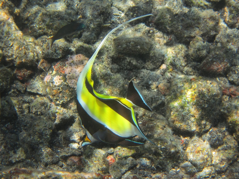 moorish idol, one animal, tropical, wildlife, invertebrate, snorkeling, beauty in nature, outdoors, animal themes, tropical Climate, sea, marine, animal wildlife