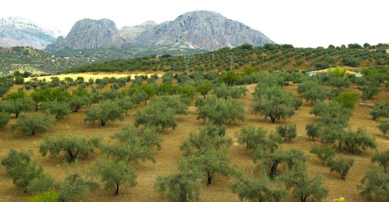 environment, scenics, tree, non-urban scene, agriculture, forest, olive trees, beauty in nature, mountain, scenics - nature, growth, field, green color