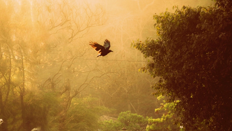 tree, one animal, home, bird, happy, beautiful, animal themes, spread wings, nature, flying, day, dom, animals in the wild, fly high, 2K, forest, beauty in nature