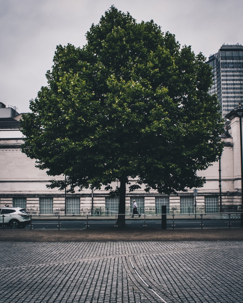 london, spring, mood, urban, water, background, outdoors, light, building exterior, architecture, mode of transportation, growth, day, summer, 4K, nature