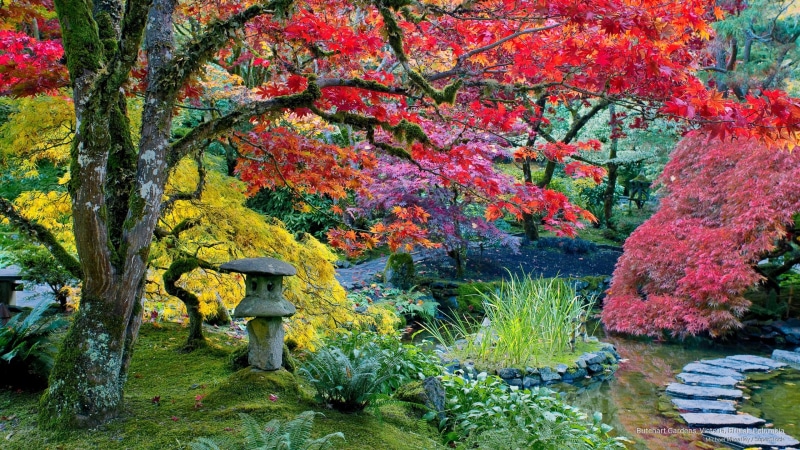 Fall, british, victoria, gardens, butchart, 2K, columbia