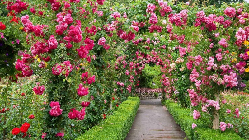 Park, growth, backgrounds, 1080P, red, fragility, pink Color, no People, petal, grass, plant, ornamental Garden, park - Man Made Space, blossom, green Color